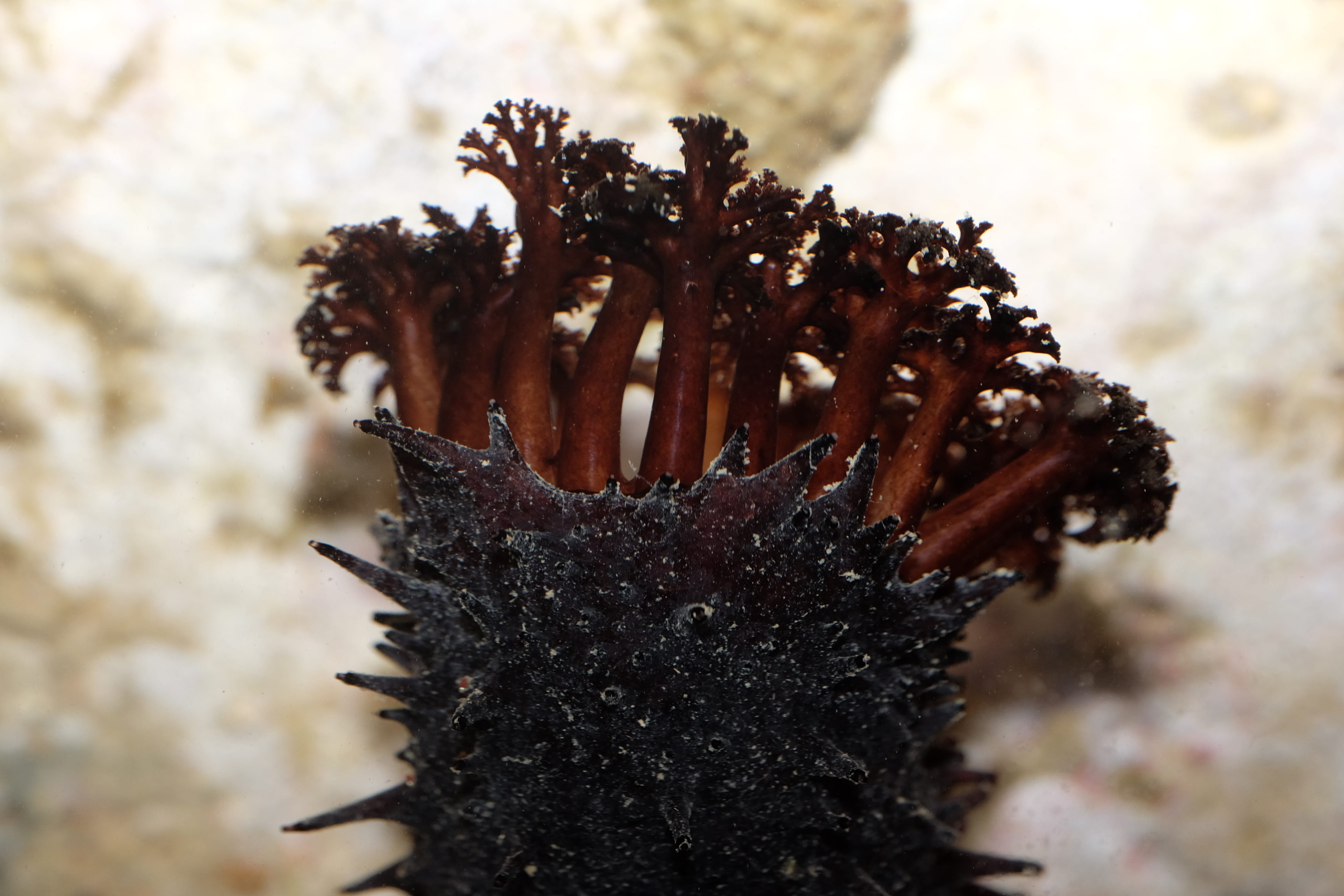 Photograph of a sea cucumber and its mouthparts